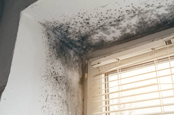 Affordable Mold Remediation solutions in Martinsville, IL